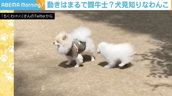 「グイグイ来られるのはちょっと…」 子犬からの猛アタックを華麗にかわし続けるワンコ どうして塩対応なの？ 1枚目