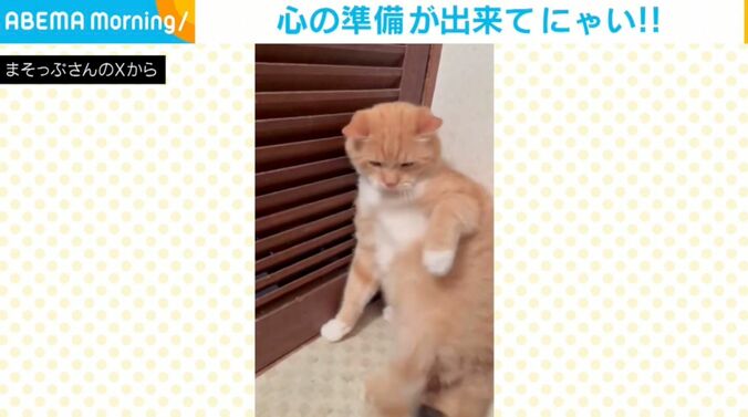 猫のさつま君（10歳）