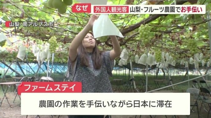 ファームステイ