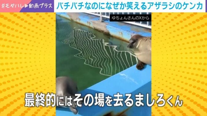 ワモンアザラシ