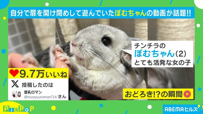 「ドリフのコントやん」…ドアが“顔面直撃”したチンチラに「無限に見れるwww」「フリーズしてるの可愛い」と反響 2枚目