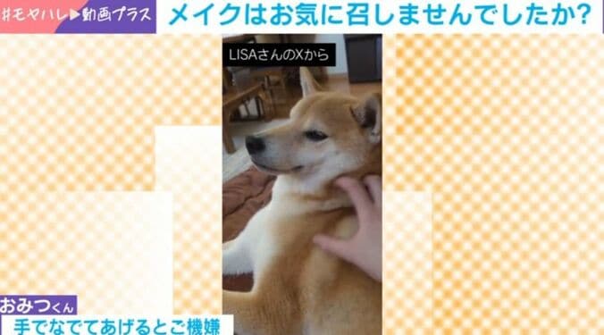 柴犬・おみつくん