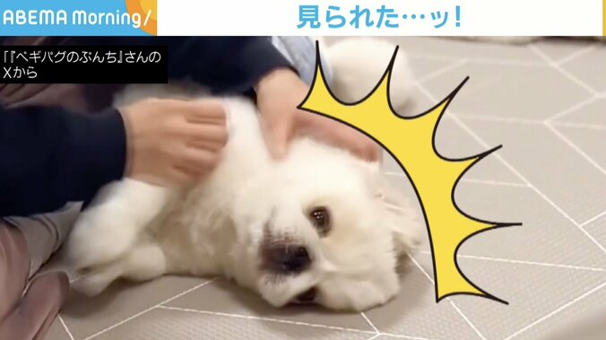 犬のぷんちくん（2歳）