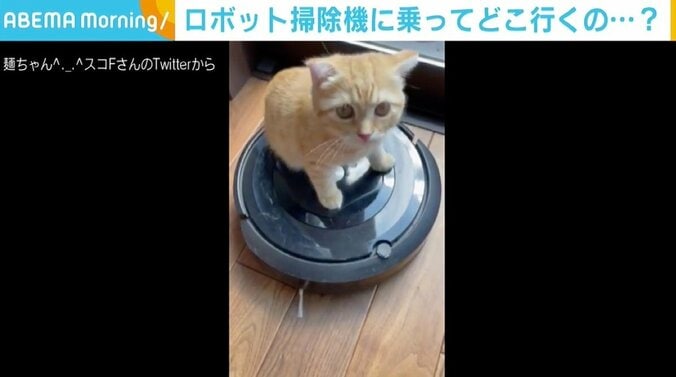 ロボット掃除機に乗って探検中のはずが…フレームアウトする子猫が「見ていてあきないかわいさ」 1枚目