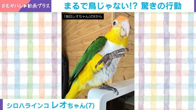 シロハラインコのレオちゃん