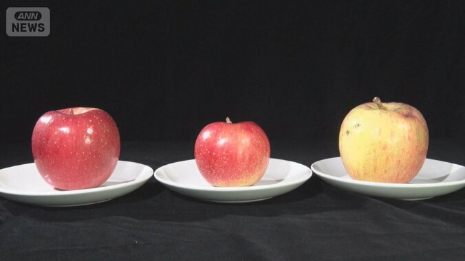 味は同じ「訳ありリンゴ」に注文殺到　傷モノや小ぶりサイズ詰め合わせで1個96円に 1枚目