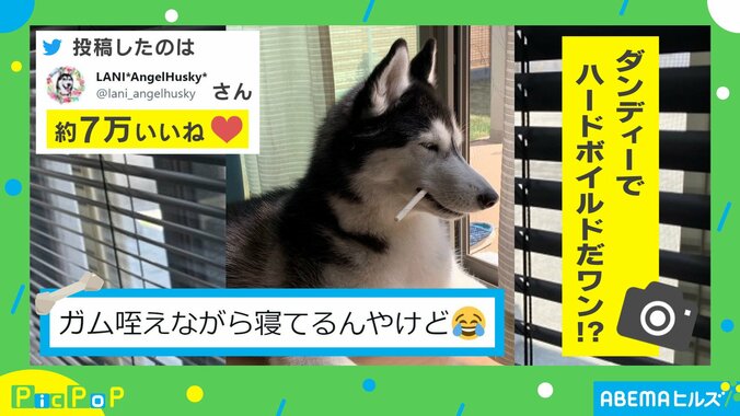 「ガム咥えながら寝てる」ハスキー犬の“渋いキメ顔”に「ちょーハンサム」「ハードボイルドやー」悶絶の声 2枚目