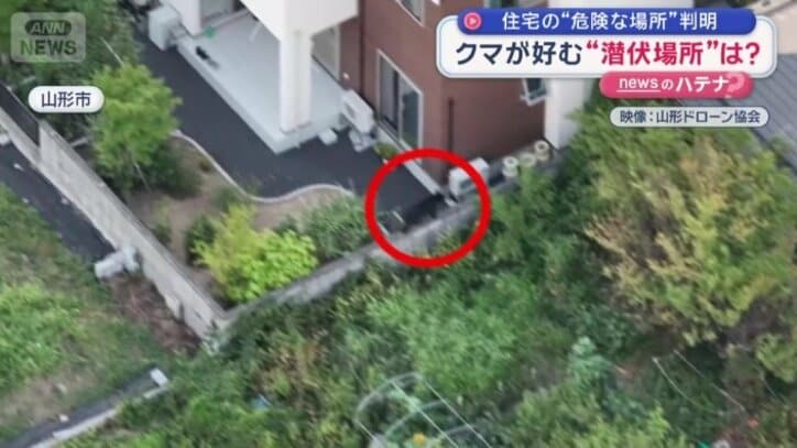 塀の上にクマの姿が