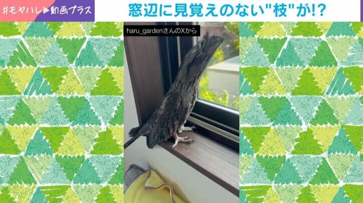 ガブリエルくん