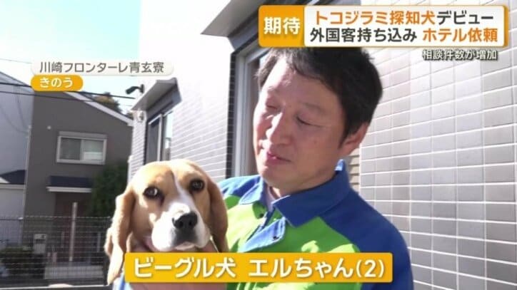 ビーグル犬・エルちゃん