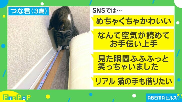 サイズを測ろうとしたら猫がお手伝い！？かわいすぎると話題に