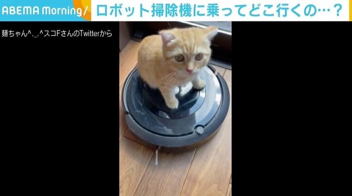 ロボット掃除機に乗って探検中のはずが…フレームアウトする子猫が「見ていてあきないかわいさ」