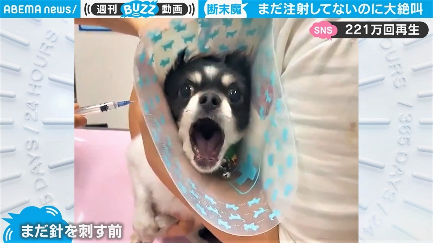 まだ刺してないのに 断末魔 ムンクの 叫び と化した犬の予防接種が話題 国内 Abema Times