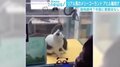 クレーンゲームに生きた猫、梱包され配送される犬も…中国で動物へのトンデモ行為が横行