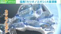 海水浴客の“目前”まで迫る猛毒「カツオノエボシ」大量漂着の理由に専門家「強い南風が影響」