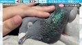 なでると“グウグウ”と鳴き声をあげてウトウト…人懐っこいハトの様子に「こんな声はじめて聞いた！」「あまりの可愛さにメロメロ」と反響