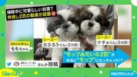 【映像】モップがけする2匹の子犬の一部始終