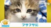 【映像】3年半で成長した三毛猫の“ビフォアフ”（複数カット）