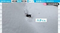 「いい根性してる」深雪を突き進む“ラッセル猫”にネット騒然 驚きと称賛の声 【ABEMA TIMES】