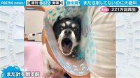 まだ刺してないのに“断末魔”…ムンクの『叫び』と化した犬の予防接種が話題 【ABEMA TIMES】