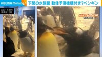 未来予知？ “動き予測”がすごいペンギン