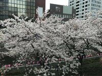 小林麻耶『目黒川 桜   雅叙園 付近』