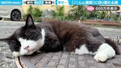 マンホールの上の猫 「レム睡眠」→「ノンレム睡眠」に切り替わる様子がSNSで絶賛の嵐！「へ、平和だ...」「すっかり溶けてますw」