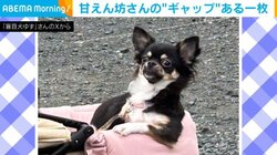 甘えん坊→“おじさん”化 チワワのギャップある一枚に魅了される人続出