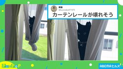 レースカーテンに包まれた猫の“神々しい姿”に大反響「喋りそうな雰囲気」「エアリアルヨガ？」
