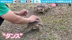 なでると“踊る”リクガメの希少光景…全国唯一“道の駅ウミガメ公園”の日常に「その仕事のために入社したい！」など反響続々