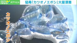 海水浴客の“目前”まで迫る猛毒「カツオノエボシ」大量漂着の理由に専門家「強い南風が影響」