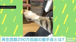 肉球で“ぎゅ”っと…猫の神対応すぎる握手会に反響！ 飼い主「サービスは手厚い」
