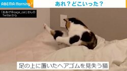 猫がヘアゴムを足の上に置くも… 毛の色と同化して見失う姿に「仕草が天使…」「もぉかわいい」と悶絶の声