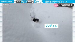「いい根性してる」深雪を突き進む“ラッセル猫”にネット騒然 驚きと称賛の声