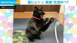壁に鼻ピトッ！猫が何者かと“交信”する姿に「うちの子も！」と反響
