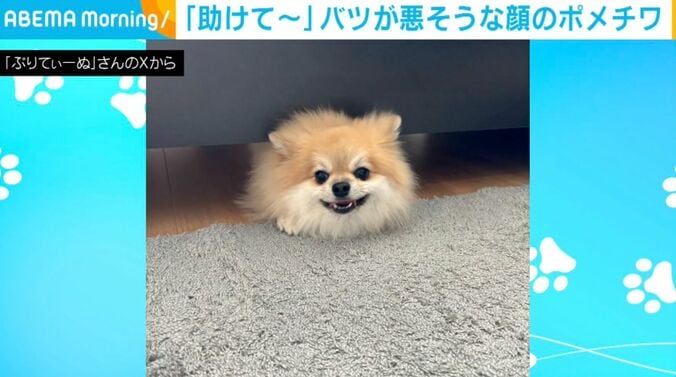 ポメチワのそるくん