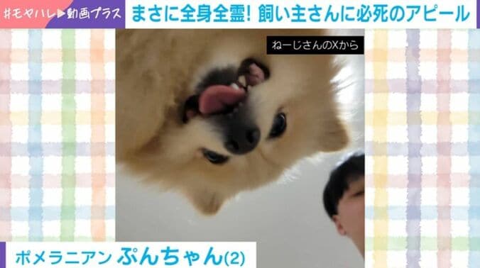 ポメラニアンのぷんちゃん（2歳）