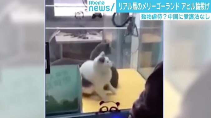 クレーンゲームに生きた猫、梱包され配送される犬も…中国で動物へのトンデモ行為が横行 1枚目