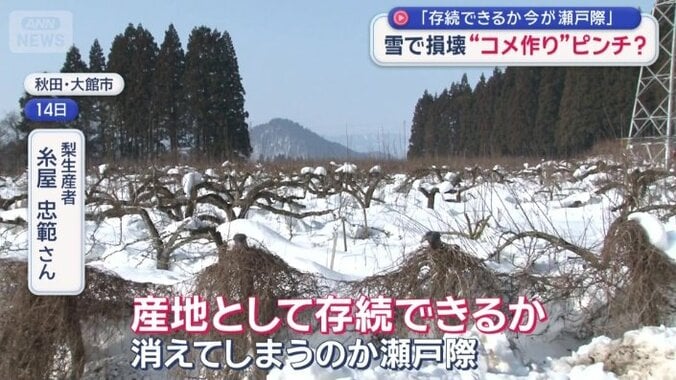 梨畑も雪の下
