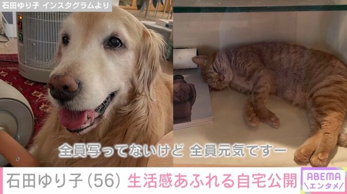 石田ゆり子（56）、ペットたちが自由気ままに過ごす生活感あふれる自宅を公開「全てが絵になる」 5枚目