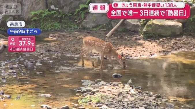 水を浴びて暑さをしのぐ奈良のシカ