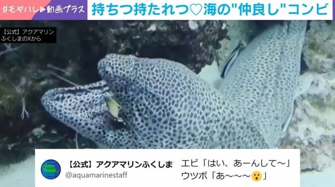 ニセゴイシウツボとアカシマシラヒゲエビ