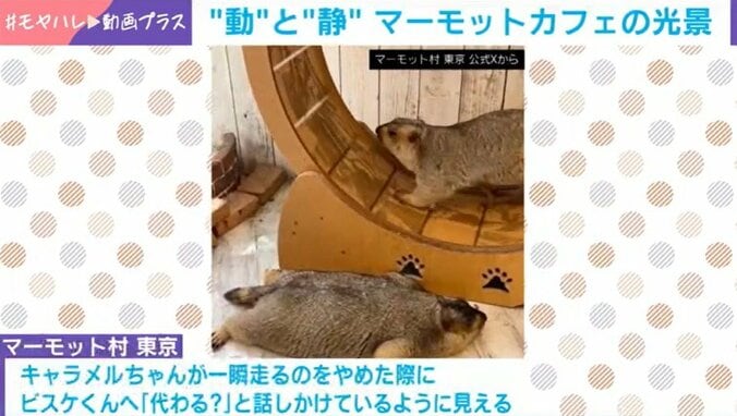 マーモット