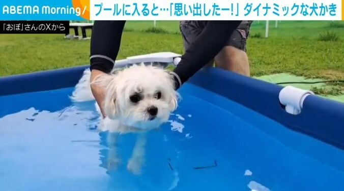 ぽむぽむちゃん