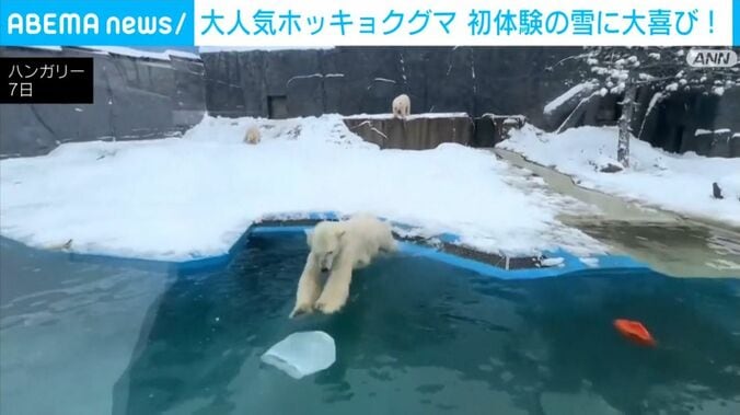 ホッキョクグマ