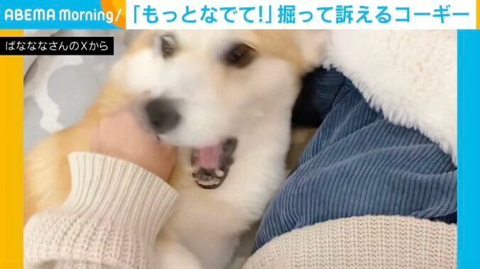 コーギーのあんずちゃん