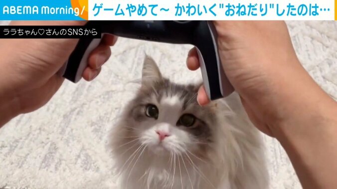 ゲームやめて～！ お腹が空いた猫が飼い主の意外な所から“侵入” 可愛すぎるアピール方法にほっこり 1枚目