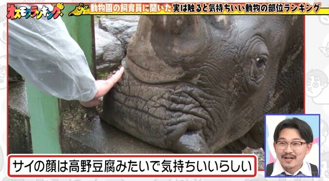 オズワルド伊藤、40分遅刻で雨の動物園ロケ「仕事した感じがしない」と不完全燃焼 11枚目