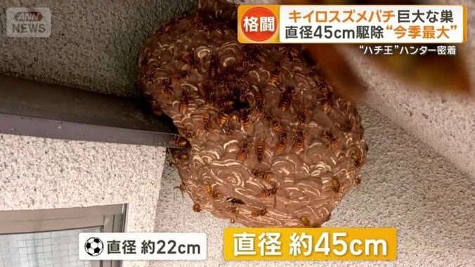 巨大なキイロスズメバチの巣