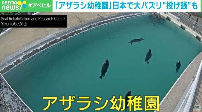 【写真・画像】垂直に浮くアザラシ＝茶柱？ 「アザラシ幼稚園」に日本人アクセス殺到&1000万円超スパチャにオランダ人“当惑” 　2枚目